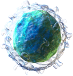 £D rendering of a B-lymphocyte