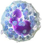 3D rendering of a basophil