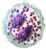 3D rendering of an eosinophil