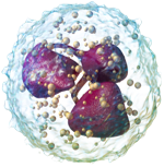 3D rendering of a neutrophil