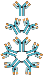 Basic structures of different antibody classes