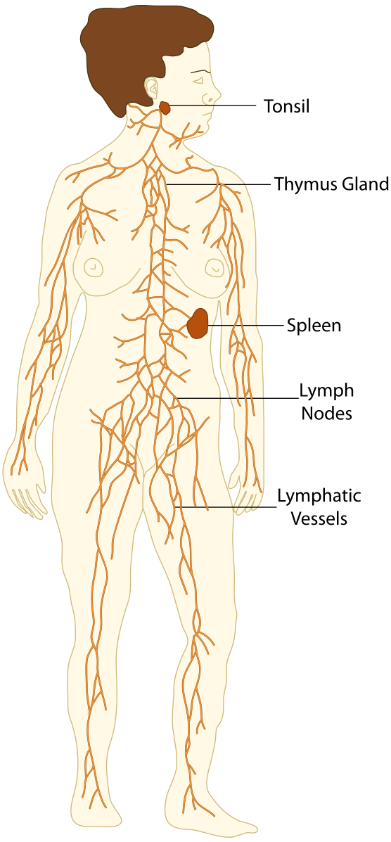 The Lymph System