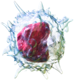3D rendering of a monocyte