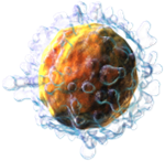 3D rendering of a T-lymphocyte